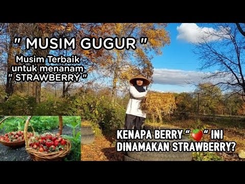 Kenapa Strawberry dinamakan strawberry, waktu terbagus menanam Strawberry adalah di musim gugur