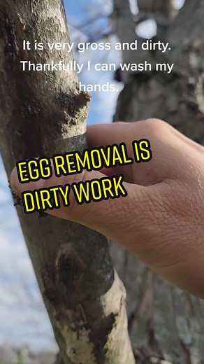 Replying to @__sleepy_daisy__ Egg removal is dirty work. This tree had so many I had to do something. #amsr #amsrsounds #pimplepop #pop #eggs #invasivespecies #checkyourtrees #spottedlanternfly #lanternfly