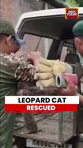 Environment Activist Rescues Rare Asian Leopard Cat In Manipur | #leopard #wildlife #manipur