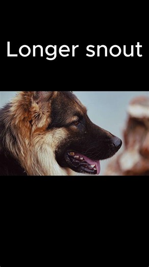 Why Do Dogs Tilt Their Heads? 🐶