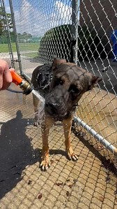 19K views · 156 reactions | Have any photos of your four-legged...