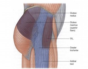 Which exercises target the gluteal muscles while minimizing activation of the TFL?