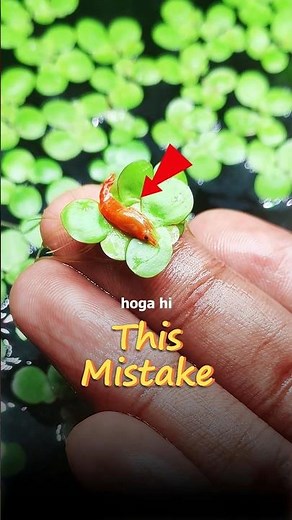 You're Killing❌Your Shrimp ||#shrimp #aquarium