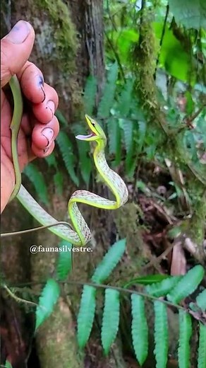 The whip snake or green vine snake
