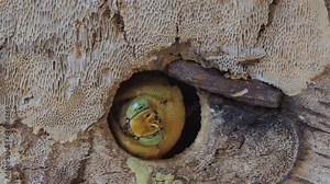 VDO. Close-up a carpenter bee (Xylocopa) guarding in the nest (wood palle