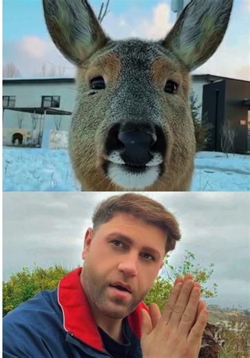 Imagining Animals Face to Face in the Snow