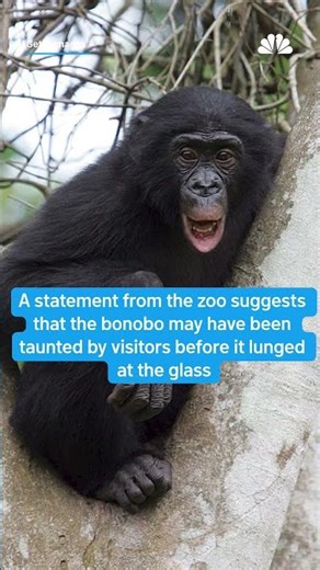 Ape cracks exhibit's glass as it launches at Memphis Zoo visitors | NBCDFW
