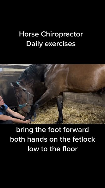Horse chiropractic daily exercises. If you need help with your horse or you are confised as to what exercies to do, message me! #horses #horsechiropractor #dailyexercise #healyourhorse