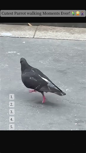 Cute Parrot Walking Like a Little Human 🦜😂 | So Adorable! #funny #birds #shorts