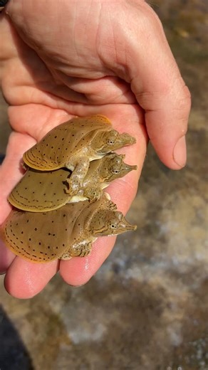GregsTurtleHaven on Instagram: "Are these the cutest turtles in the world? These hatchlings spiny Softshell turtles are perfectly equipped to navigate and hide in their river sandbar habitat. Their heavily webbed, paddle-like feet enable them to swim very quickly, and their leathery low-profile shell allows them to slip into the sand and hide, awaiting prey and avoiding predators. #softshellturtle #spinysoftshell #turtles"