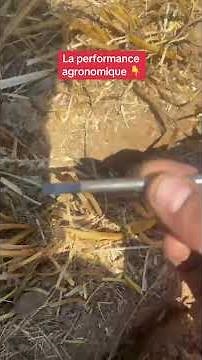 ⏰ Sowing your cover crop as soon as possible and at the right depth!