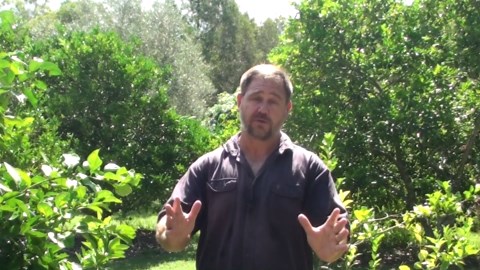 Top five citrus fruit trees to grow in your backyard