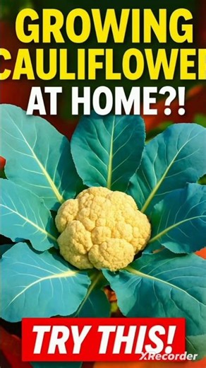 Growing Cauliflower at Home? Try This! #cauliflower #phoolgobi #gardening #shots #1m #organicfarming