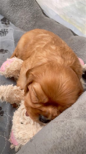 They are so perfect 🥹🐶🤍 #dog #cavalier #puppies #cute