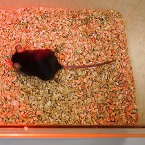 In Vivo CMAP Recording in Mouse Models - JoVE Journal