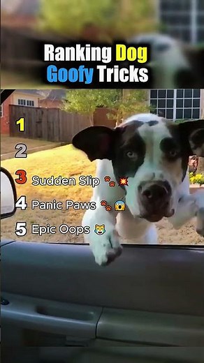 Ranking Dog Goofy Tricks 🤪🐶 Funny Dog Skills || #dogshorts #funnydogs ‪@PawPals3‬