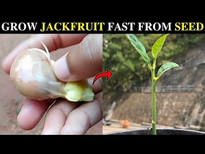 How To Grow Jackfruit Tree From Seed | Jackfruit Seed Germination With Results