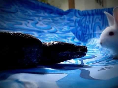 Boa constrictor vs rabbit