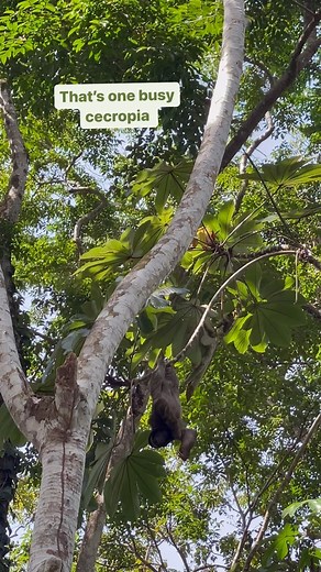 What does one sloth say to his friends? Let’s hang. 🦥 • • • • • #Sloths #SlothLife #SlothLover #SlothJokes #Joke #CostaRica #WildlifeCostaRica #Sloth | The Sloth Conservation Foundation