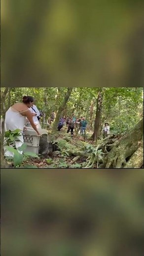 Howler Monkeys Return to the Wild | Release in Los Tuxtlas Rainforest, Mexico
