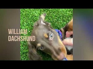 William - Miniature Dachshund Puppy for Sale in Dallas, Texas