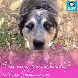 2.3K views · 78 reactions | PERTH, WA. The many (adorable) faces of...