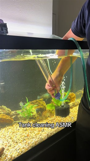 Satisfying Tank Cleaning ASMR for Your Aquarium