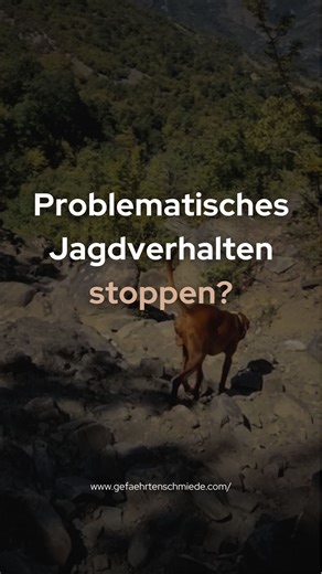 Anna Kunert | Gefährtenschmiede on Instagram: "Mit diesem Tipp möchte man verhindern, dass Hunde in "problematisches" Jagdverhalten kippen. Auf eine Sequenz der Jagdkette folgt schließlich immer der nächste. Bis es dann um die Beute geschehen ist. Aber ist das so wirklich korrekt? Ja, die Schritte der Jagdsequenz schütten Glückshormone aus – Jagen belohnt sich selbst. 🤩 Heißt das im Umkehrschluss, dass dein Hund nicht anders kann? Ich behaupte: Er entscheidet. Jedes. Mal. 🧠 Schau dir Straßenhu
