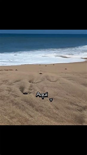 “Liberando vidas: nuestras tortuguitas marinas toman el mar