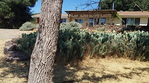 25K views · 275 reactions | Defensible Space works! See how one resident helped CAL FIRE Madera-Mariposa-Merced Unit protect her home and ease her mind while she was evacuated during the #SpringFire. Thank you for doing your part. Learn more about how you too can be Ready!: ReadyforWildfire.org | CAL FIRE | Facebook