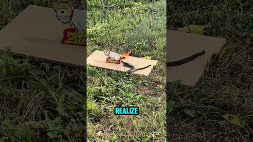 Poopy Puppy Is An All Time Classic Firework Novelty 😂 #firework #fireworks