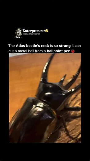EXPH HISTORY on Instagram: "The Atlas beetle is one of nature’s strongest creatures, capable of lifting objects up to 850 times its own body weight. Native to Southeast Asia, this powerful insect gets its name from the Titan Atlas in Greek mythology, who held up the sky. The male beetle’s massive horns aren’t just for show — they’re used in intense battles with rivals to win mates or defend territory. Despite their small size, Atlas beetles demonstrate extraordinary muscle power and resilience. 