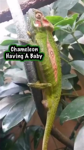 Fascinating Chameleon Birth: A Unique Breed Giving Birth Like Mammals