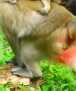 The baby monkey clings to its mother like glue, but is severely beaten as a result #Monkeyvideos | Monkey Smile