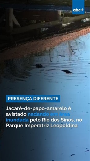Jacaré-de-papo-amarelo é avistado nadando em área inundada pelo Rio dos Sinos