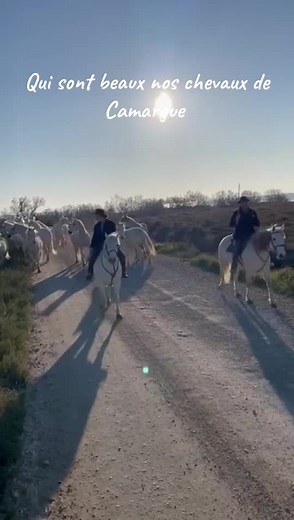 Qui sont beaux nos chevaux de Camargue #camargue #toros #cheval #tradition #abrivado #bandido #sud #encierro #viralvideos #fyp #traditional #gyp #paysage
