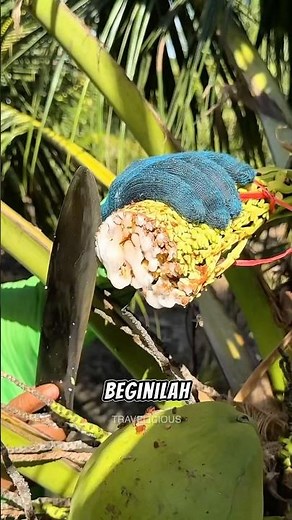 Pembuatan gula kelapa di thailand