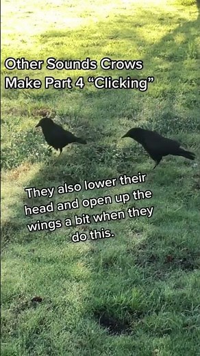 🐦😍 Unraveling the Language of Crows: The Clicking Sound - what does it mean?! 🎵 #crowsounds