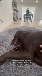 Drama king 👑 #labrador #labradorvideos #labradorretriever #chocolatelab #labpuppy #puppiesofinstagram #puppylove #labstagrams #talesofalab #talesofalabpuppy #puppylove #labs_of_insta #dogmom #souldog #drama | The Lab Woody