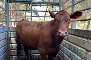 RABBI ARIEL: “At this moment, it is not clear whether we have a red heifer suited for the ceremony”
