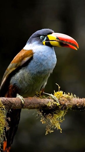 Is This the Weirdest Bird Ever? 😮🌍 #wildlife
