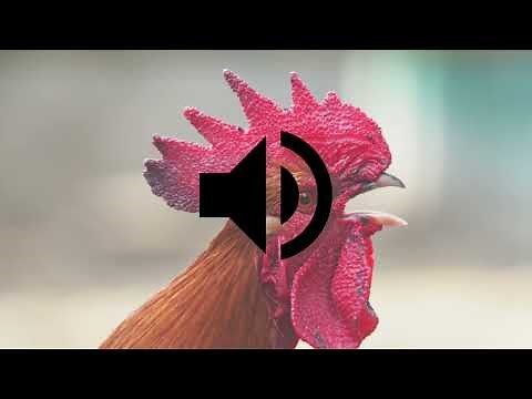 Rooster Crowing Sound Effect HD