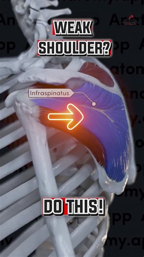 Dr. Joey Seyforth PT, DPT, ATC, CSCS on Instagram: "Problem if weak/ignored: Pain in external rotation isn’t always tightness — often, it’s a weak infraspinatus that can’t control the joint. Stretching without strengthening only masks the root problem. Why it matters: ⚠️ Weak ER = Painful ER 🔄 Infraspinatus = Rotation + Stability 🧠 Pain Goes Away When You Load It Right How to fix it: 🌀 Banded Reach Outs – Build control into external rotation and reach 🎾 Sidelying ER Ball Tosses – Add reactiv