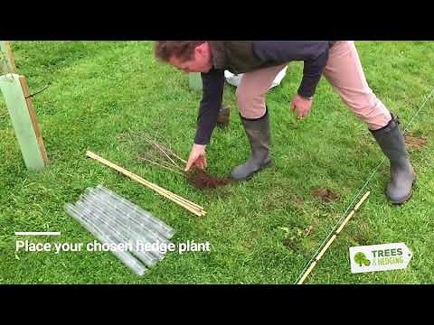 T&H HOW TO plant a double staggered row hedge