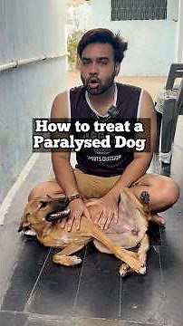 How to treat a paralysed Dog | Dog met an Accident | Treatment