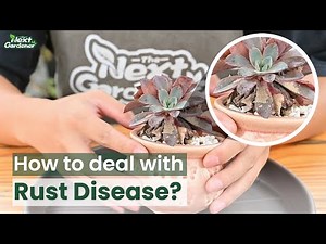 How to Deal With Rust Disease on Succulents | THE NEXT GARDENER