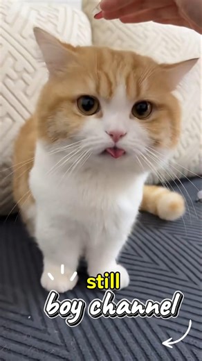 “Cats Have No Logic… And That’s Why We Love Them 😆🐾”#shorts #cat #animalshorts