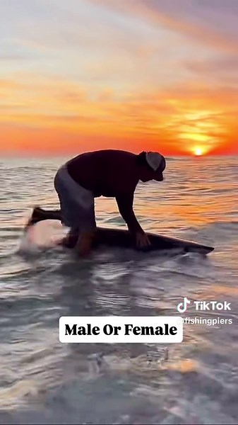 Behind the Scenes: Mako Shark off Navarre Pier by @catchcab on TT. The size of that stingray bait was enough to entice one of the largest sharks off Florida! It all starts with the bait and anything that will hit a bait this size is going to be massive. The next part is getting that bait out past the breakers to the deep drop offs and a makeshift pier boat got that job done. Now all @_skyking had to do was wait for that 9 foot 11 mako shark to demolish the bait. What a battle and seeing that sha