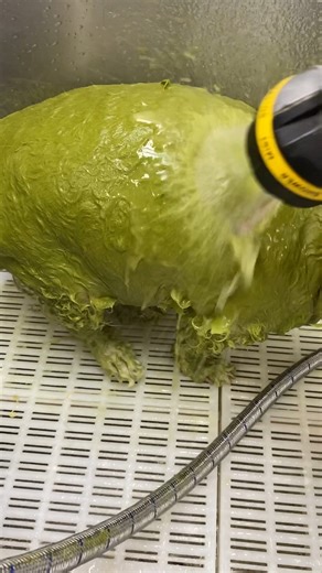 3.2K views | yes the green shampoo actually rinses out so stop panicking, tell me your pets wouldn’t also look adorable with this #homedecor #interiordesign #cleaningtok #homecleaning #cleaningtips #cleanwithme #tidyhome #organizing #declutter #cleanathome #cleaningusa #organizedhomeusa #americanhomecare | Zenclean Living | Facebook