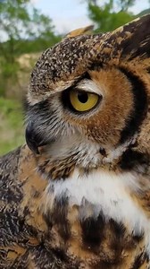 87K views · 3.4K reactions | Hang out with Ruby the Great Horned Owl for a couple of minutes as she checks out the scenery and shows you how far she can turn her head. | International Owl Center | Facebook